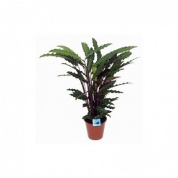 PLANTA ULISES