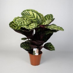 PLANTA PENÉLOPE