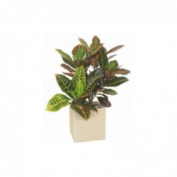 PLANTA ESPARTA