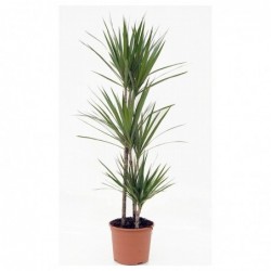 PLANTA CALIPSO