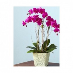 PLANTA POLIFEMO